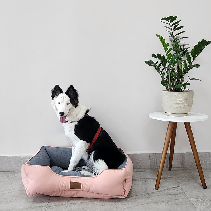 Cama Ortopédica Confort Pet - Conforto de Verdade para Quem Você Ama comoFamília